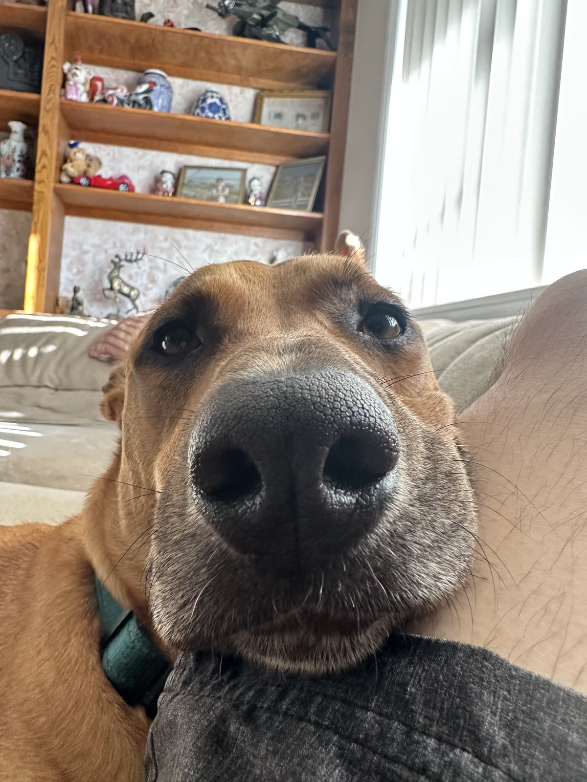 Steven's dog looking closely into the camera.